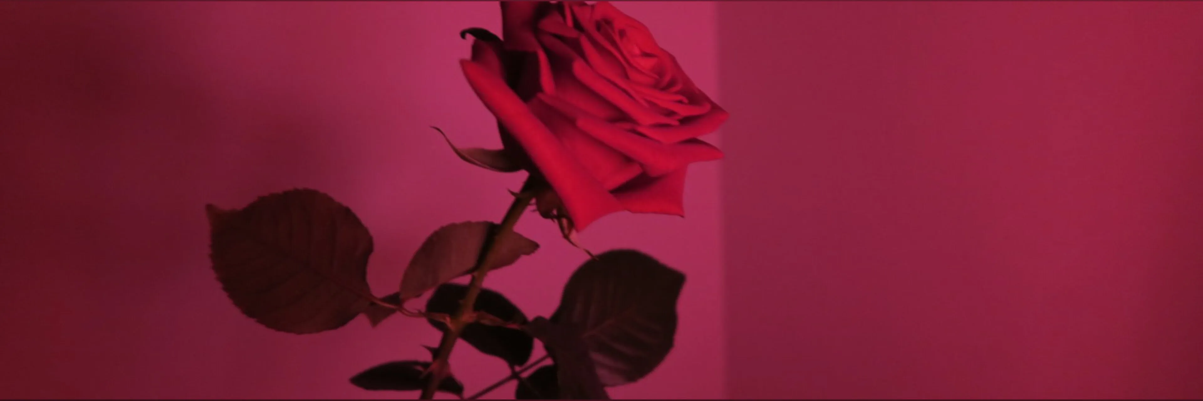 Rose 🌹 - Content Creator