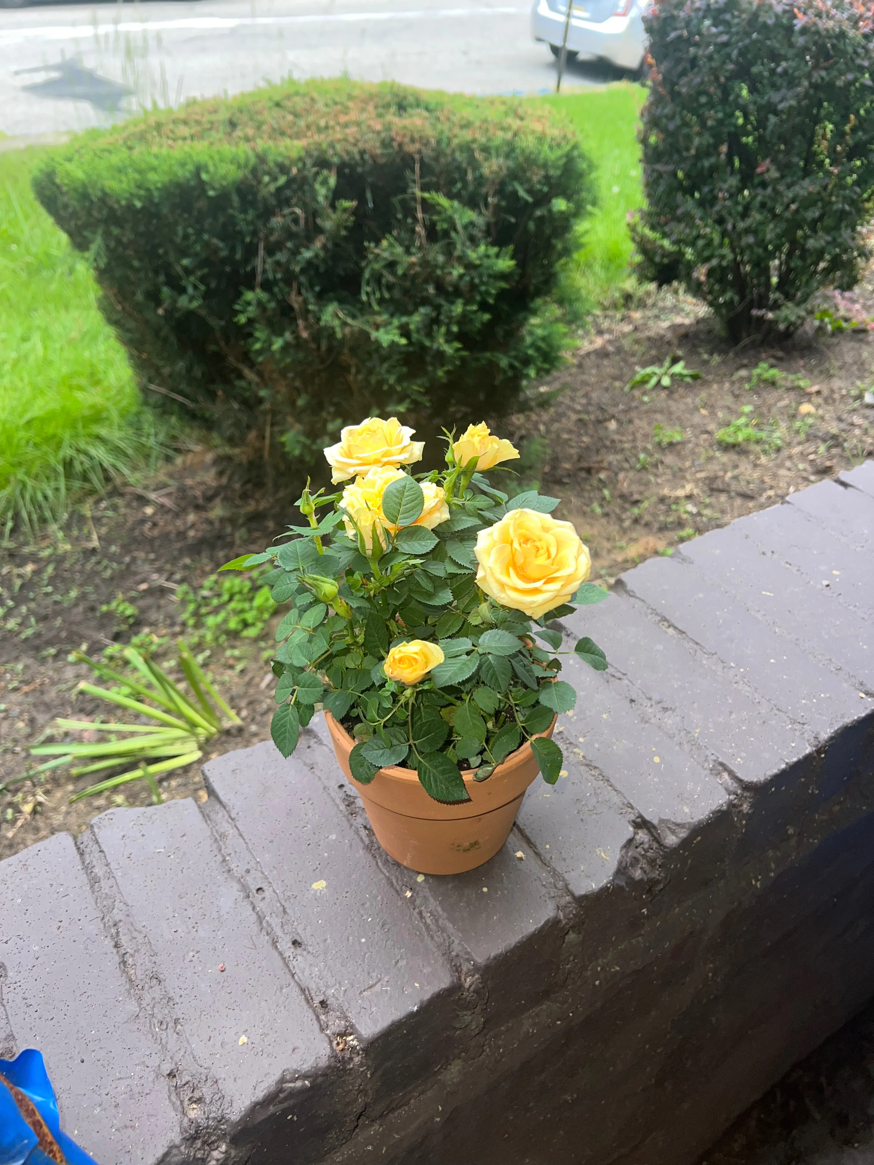 Nola Jackson - Content Creator