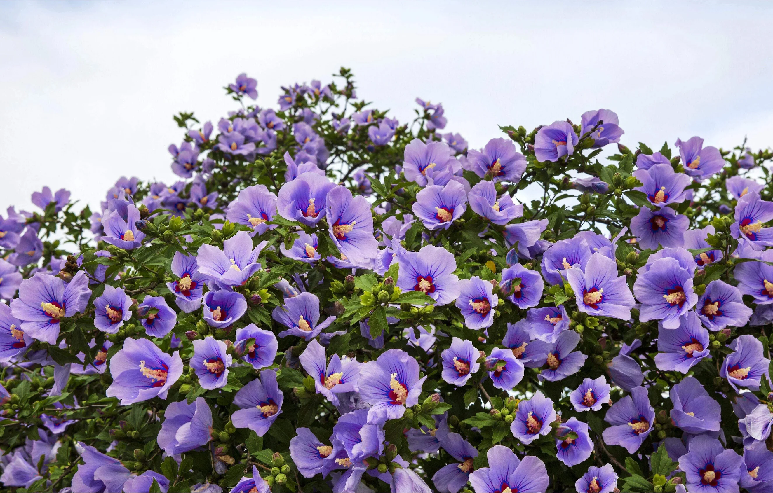 ollyhibs - Content Creator