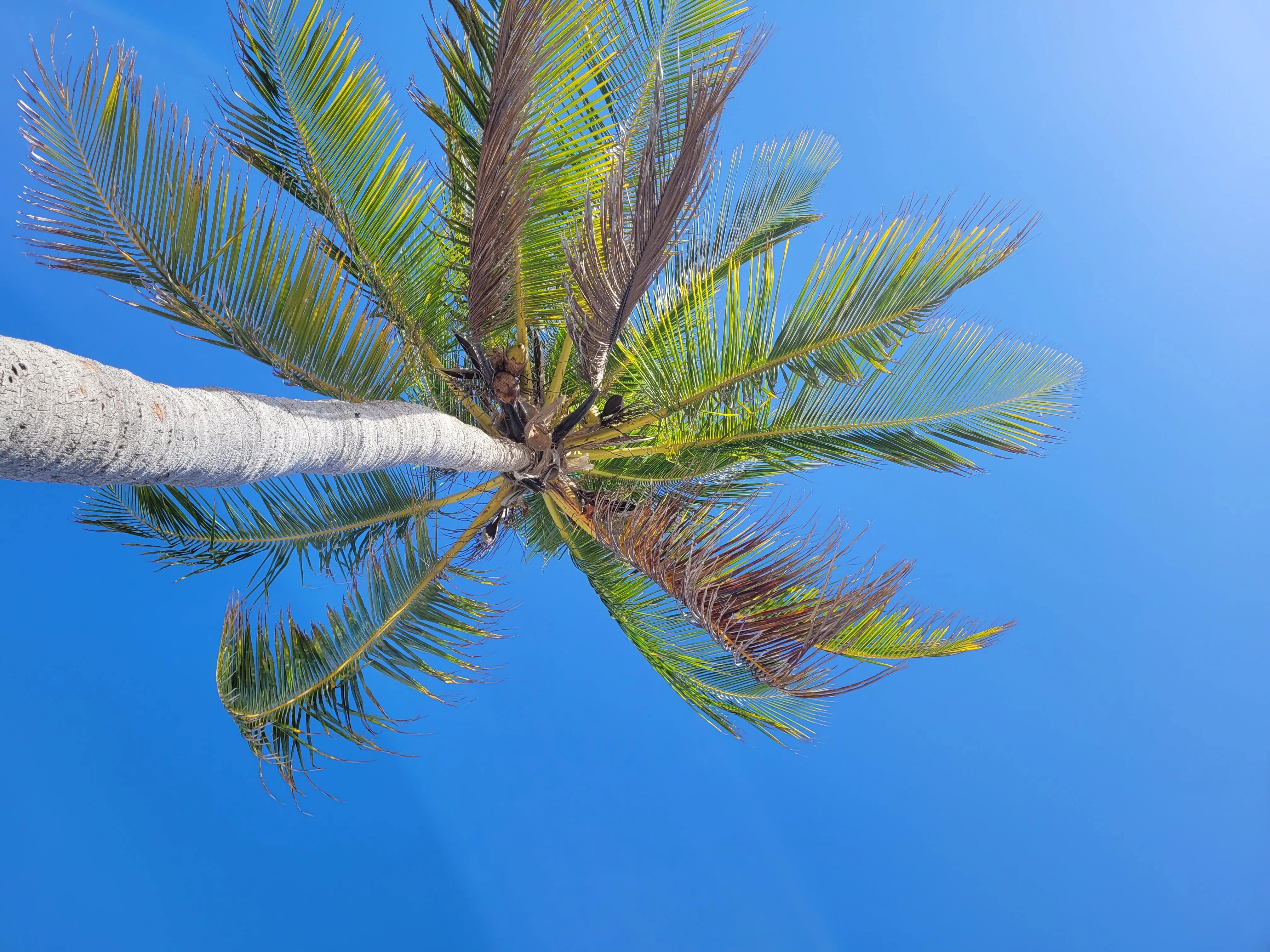 Scarletdaonly - Content Creator